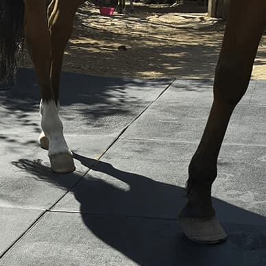 Instalación de piso para caballerizas - Loseta modular de hule Pura Sangre