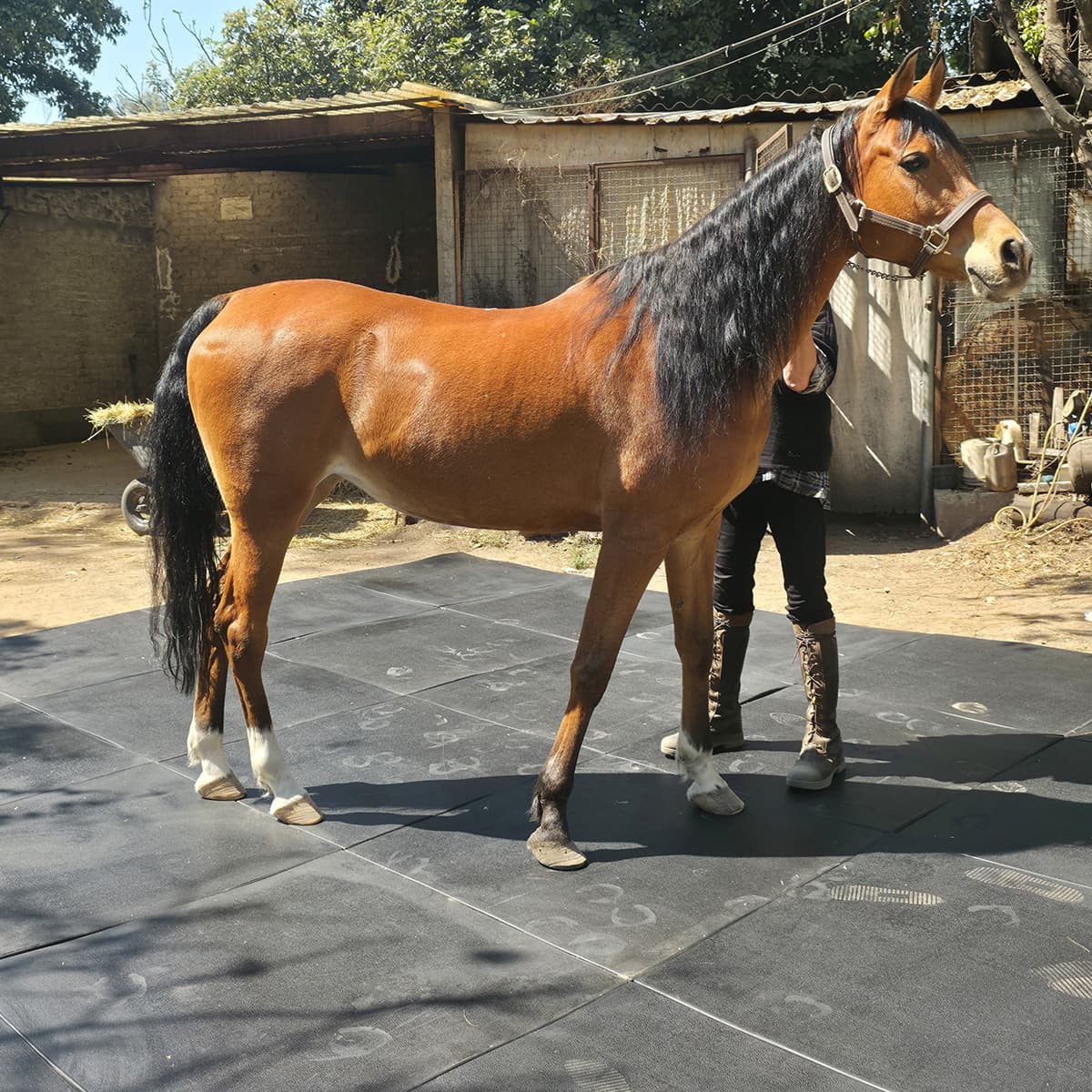 Tapete Pura Sangre by Everest instalado en caballeriza para Frisones