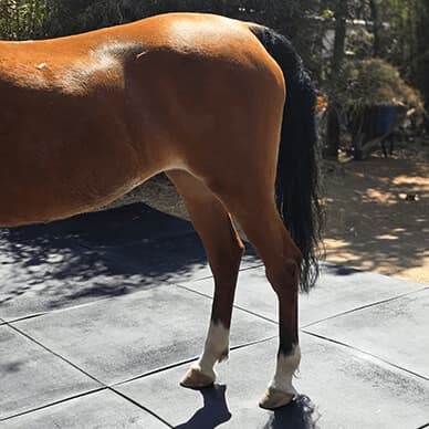 Piso ecuestre de hule para caballeriza - Superficie amortiguante Pura Sangre