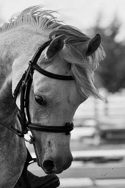 Piso ergonómico de hule Pura Sangre para caballos en caballerizas