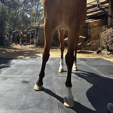 Piso de hule antiderrapante para caballos - Superficie segura Pura Sangre