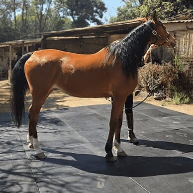 Loseta de hule 1x1 metro y 15 mm de espesor para caballos - Piso modular Pura Sangre