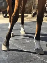 Pisos de Caucho para Caballerizas - Grupo Everest